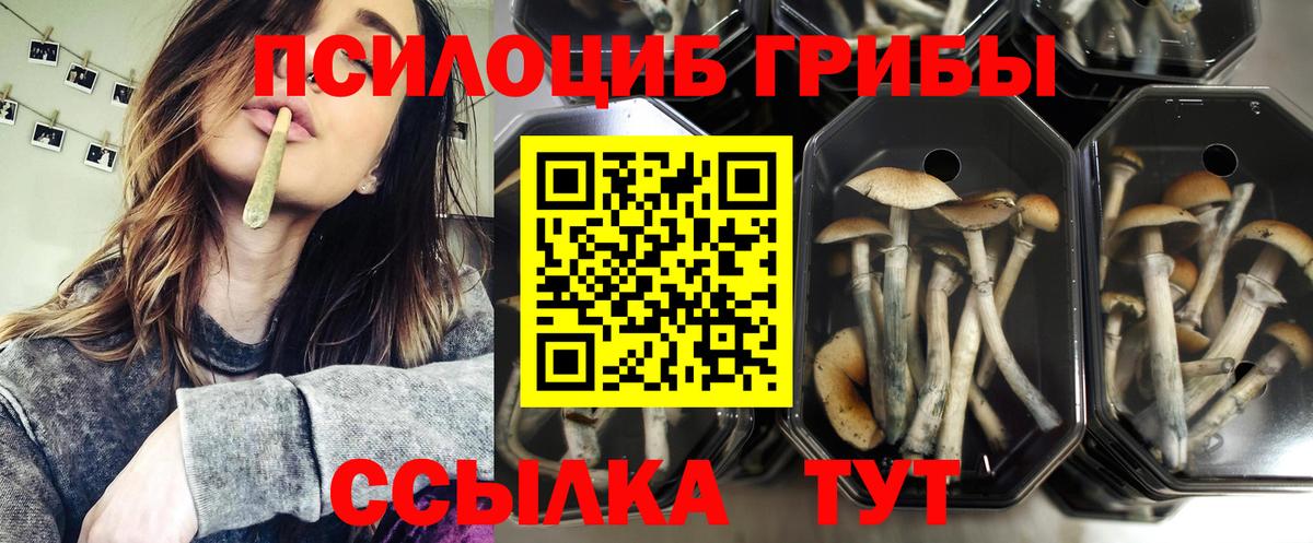 Псилоцибиновые грибы прущие грибы Благовещенск